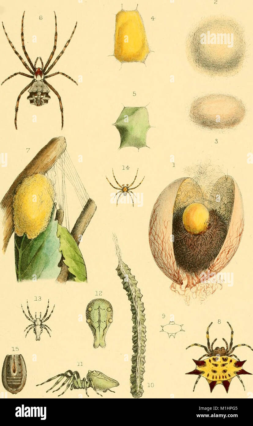 American spiders and their spinningwork. A natural history of the orbweaving spiders of the United States, with special regard to their industry and habits (1890) (14592023087) Stock Photo