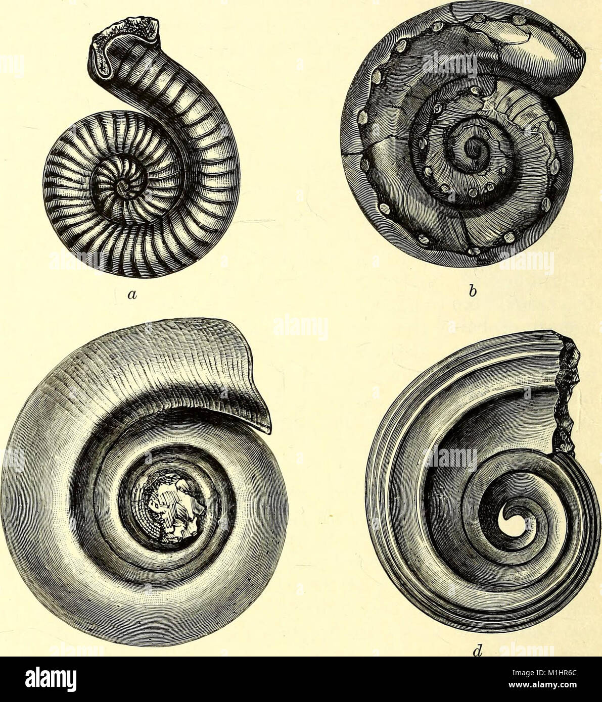 A guide to the fossil invertebrate animals in the Department of geology and palaeontology in the