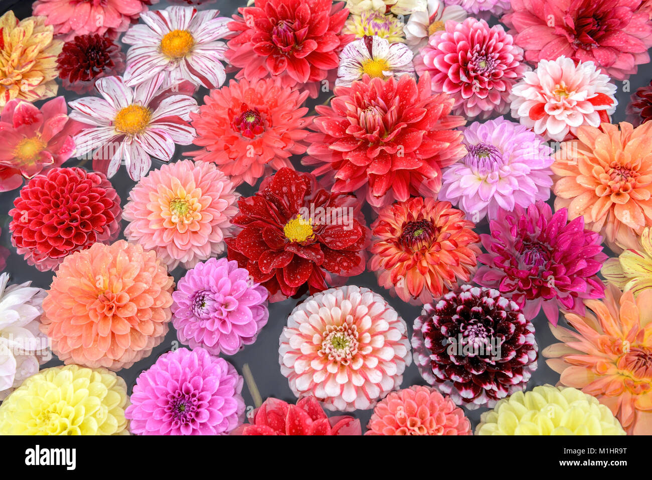 Dahlia (Dahlia i.S.), Dahlie (Dahlia i.S.) Stock Photo