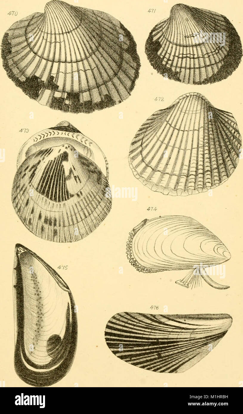 American marine conchology- or, Descriptions of the shells of the ...