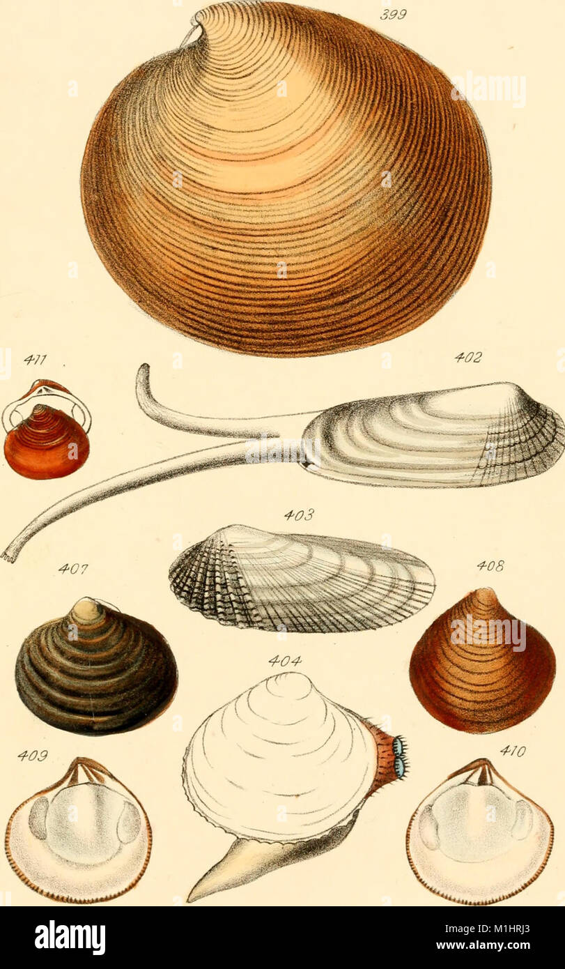 American marine conchology, or, Descriptions of the shells of the ...