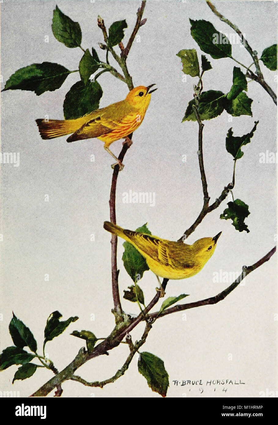 *A Year with the Birds* (1917) is a publication focused on bird ...