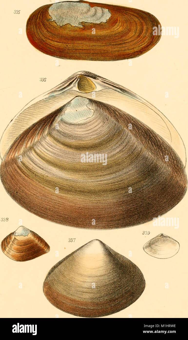 American marine conchology, or, Descriptions of the shells of the ...