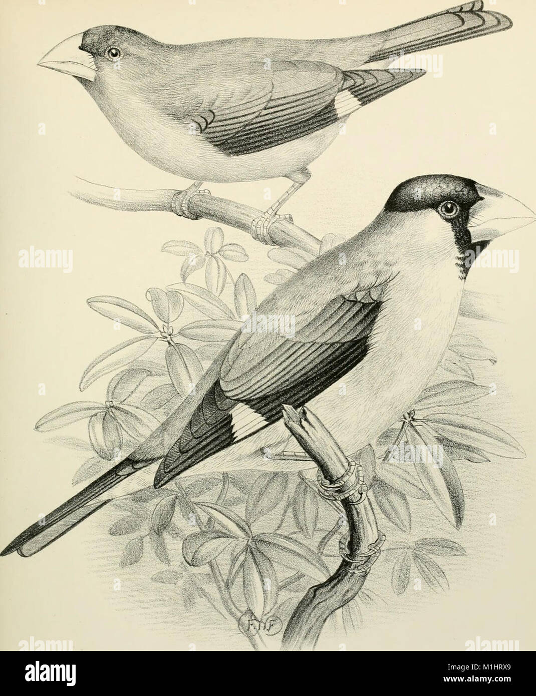 This 1888 monograph provides an in-depth study of the weaver-birds ...