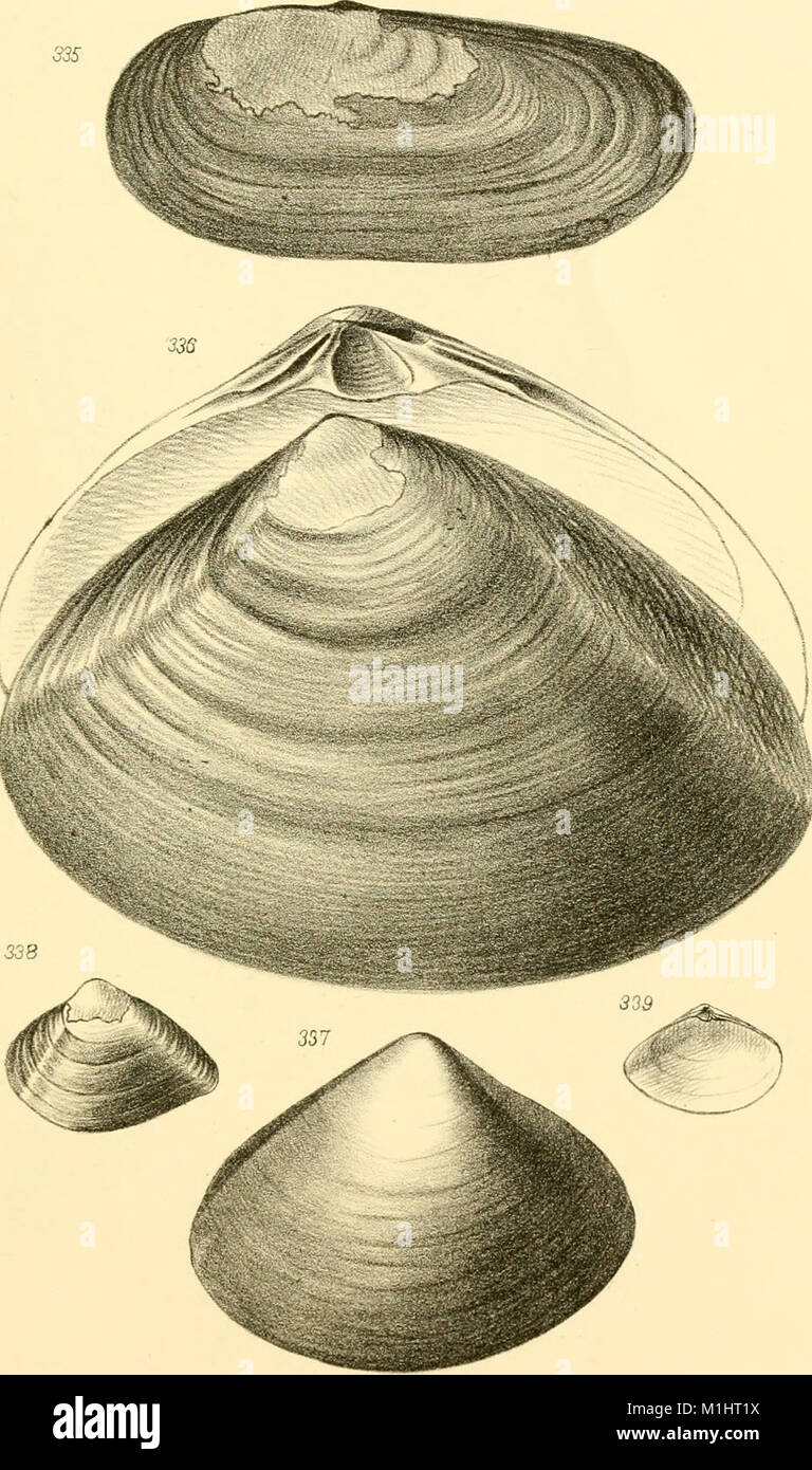 American marine conchology- or, Descriptions of the shells of the ...