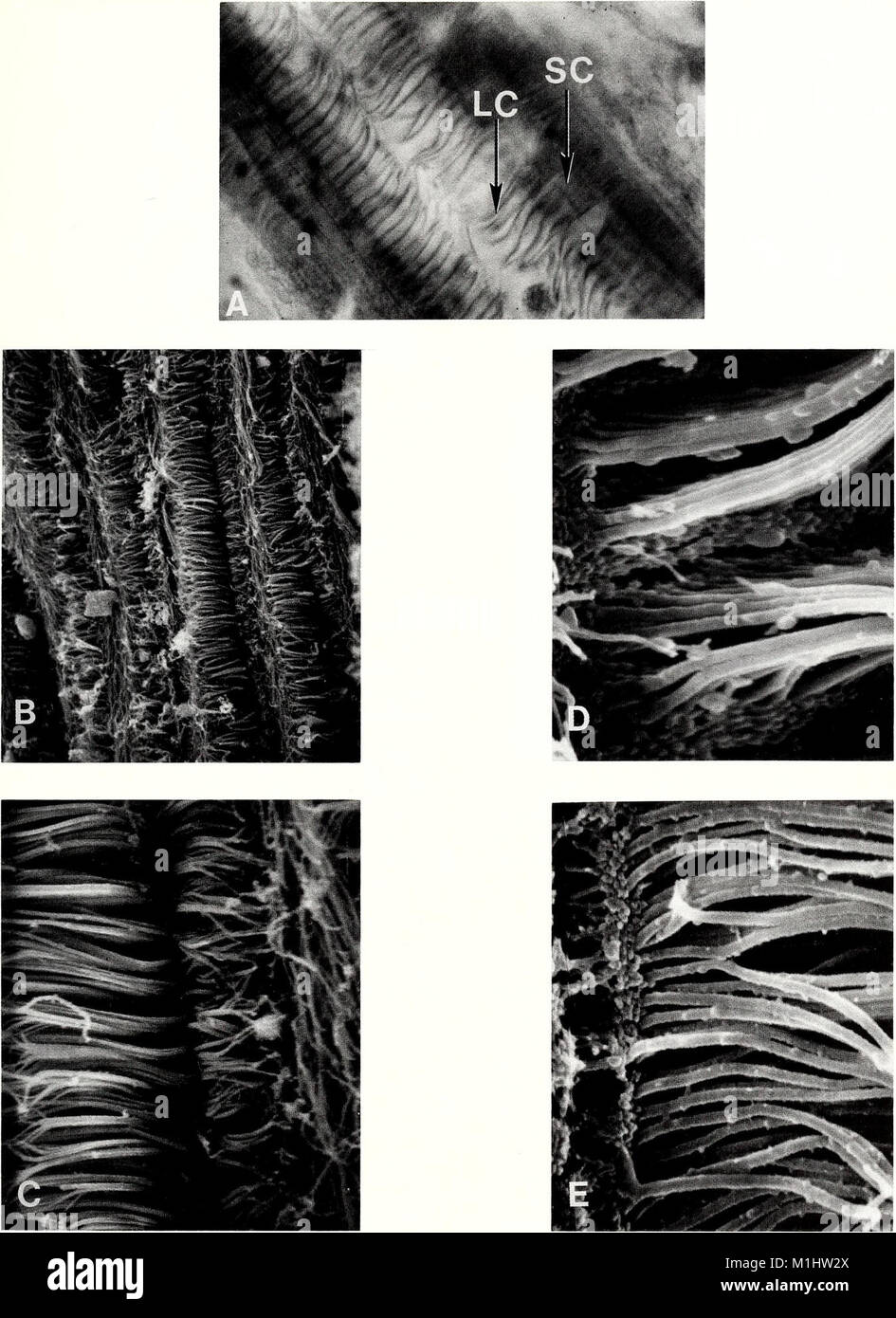 The American Malacological Bulletin is a scientific journal focused on ...
