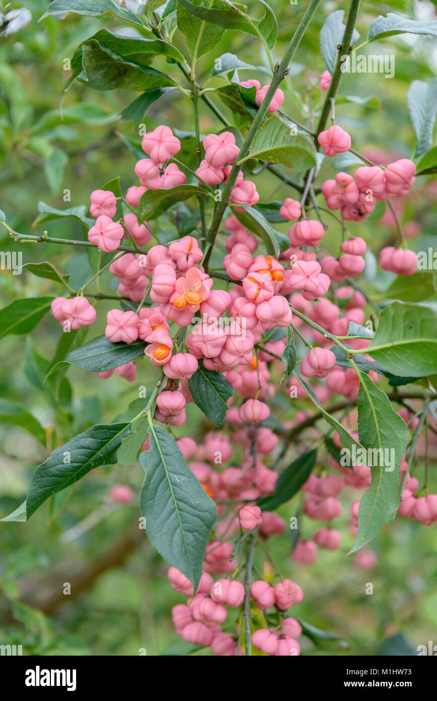 Euonymus capreolus hires stock photography and images Alamy