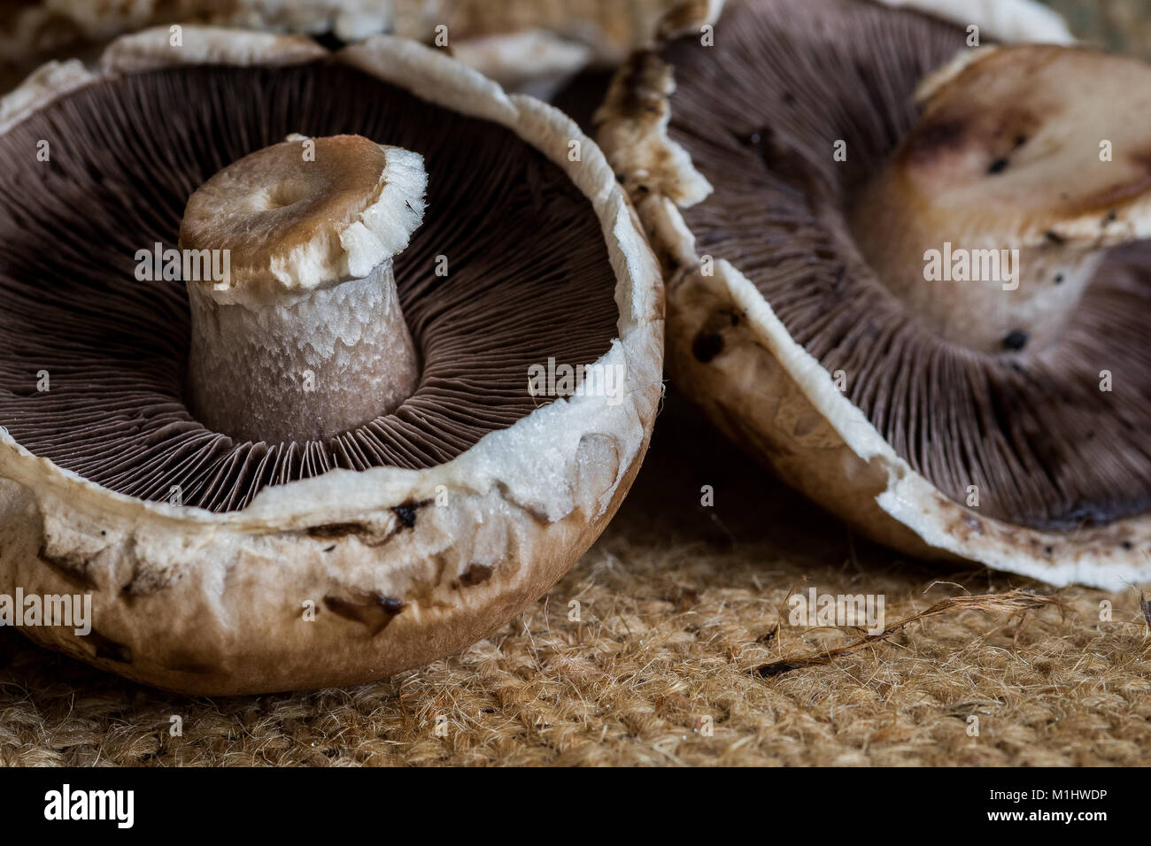 Portobello Mushrooms close up Stock Photo