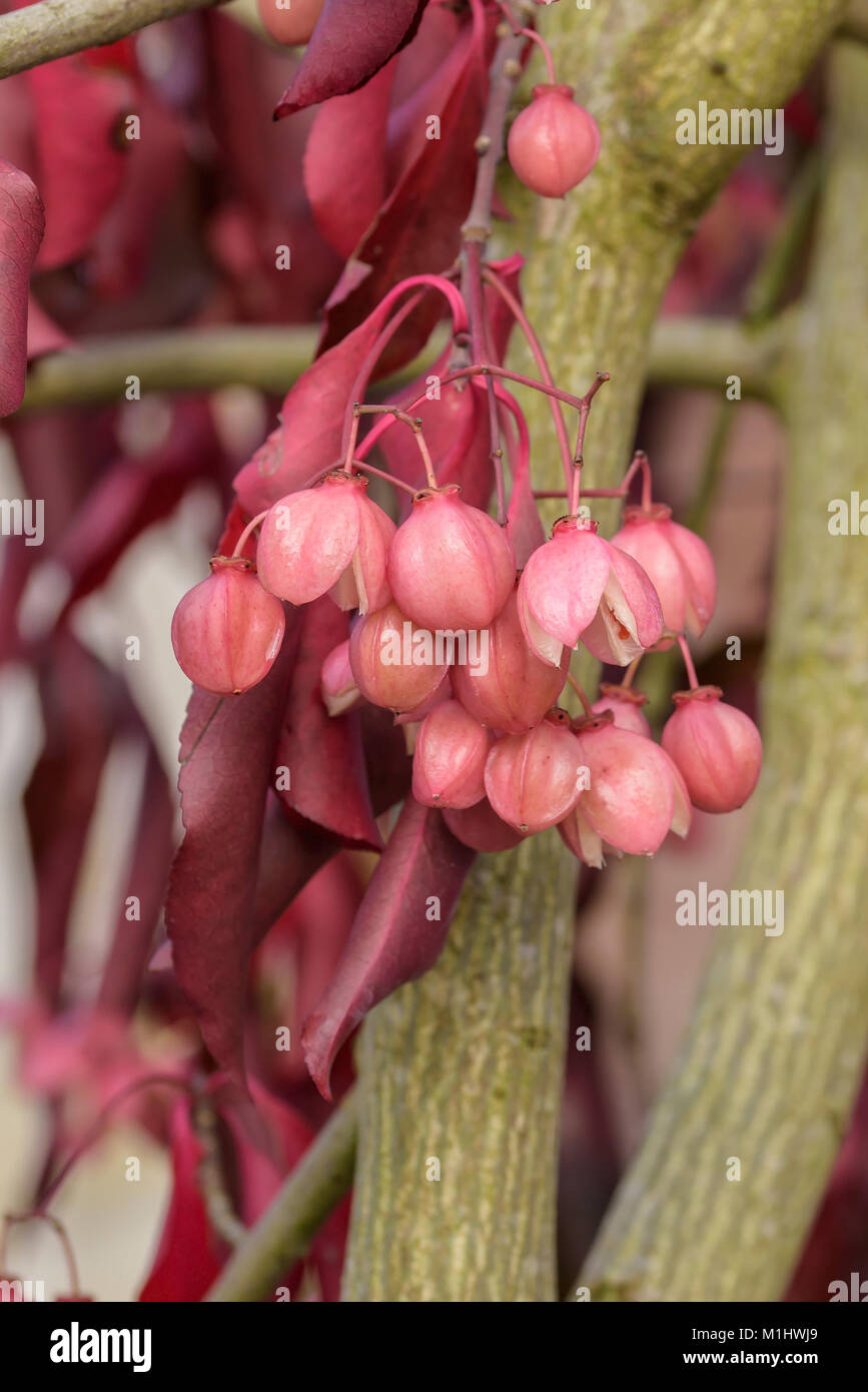 Spindle shrub (Euonymus Grandi Florus red wine), Spindelstrauch (Euonymus grandiflorus Red Wine) Stock Photo
