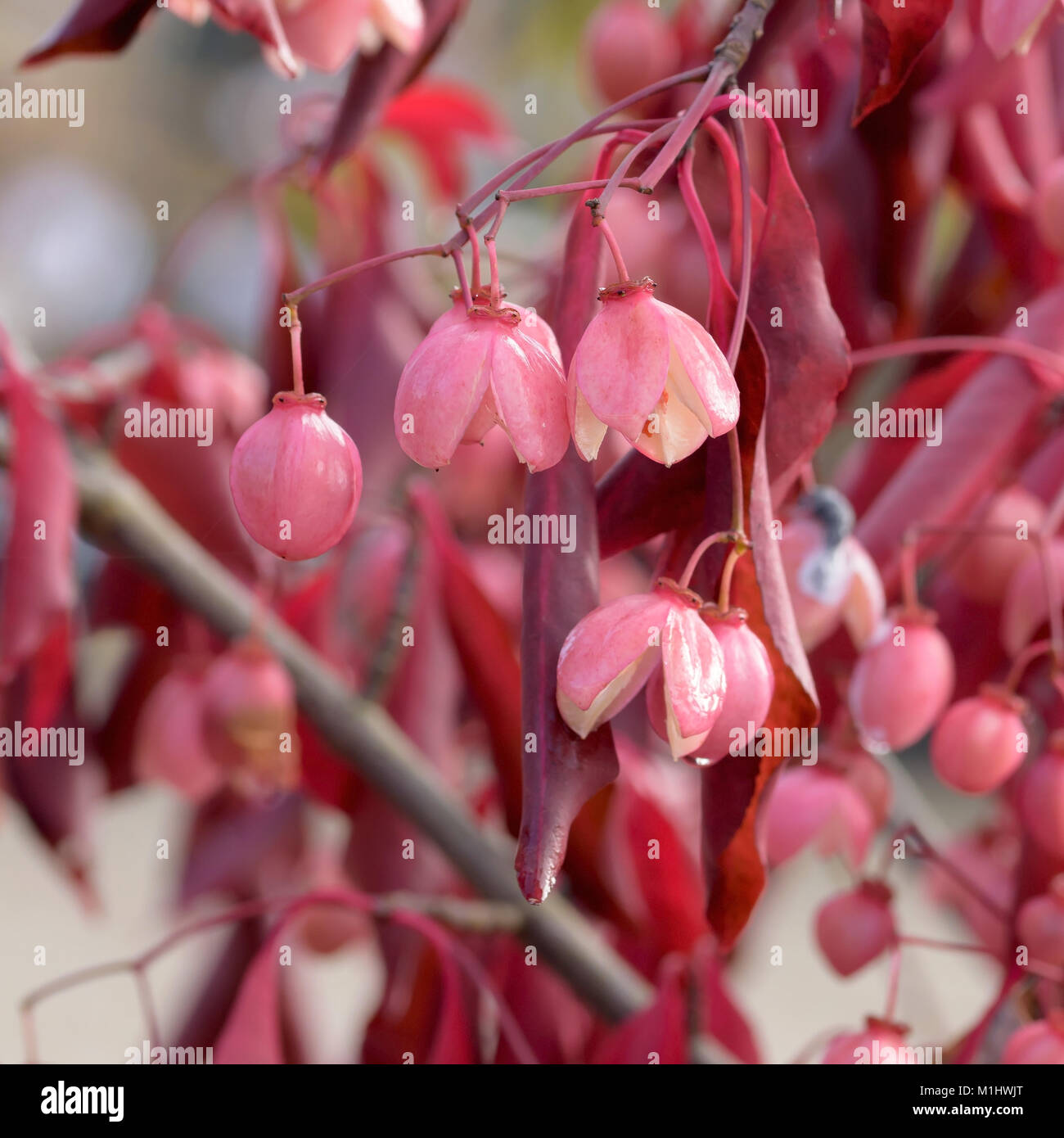 Spindle shrub (Euonymus Grandi Florus red wine), Spindelstrauch (Euonymus grandiflorus Red Wine) Stock Photo