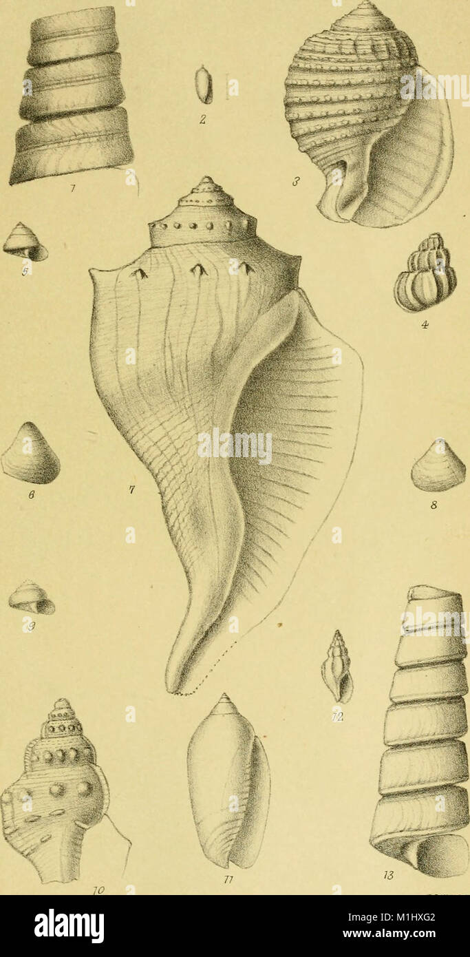 The American Journal of Conchology, first published in 1867, focuses on ...