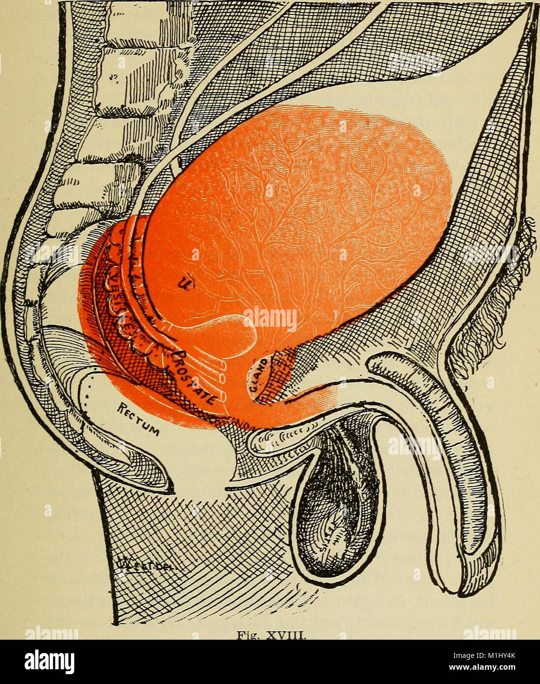 A Non Surgical Treatise On Diseases Of The Prostate Gland And Adnexa 1906 Stock Photo Alamy