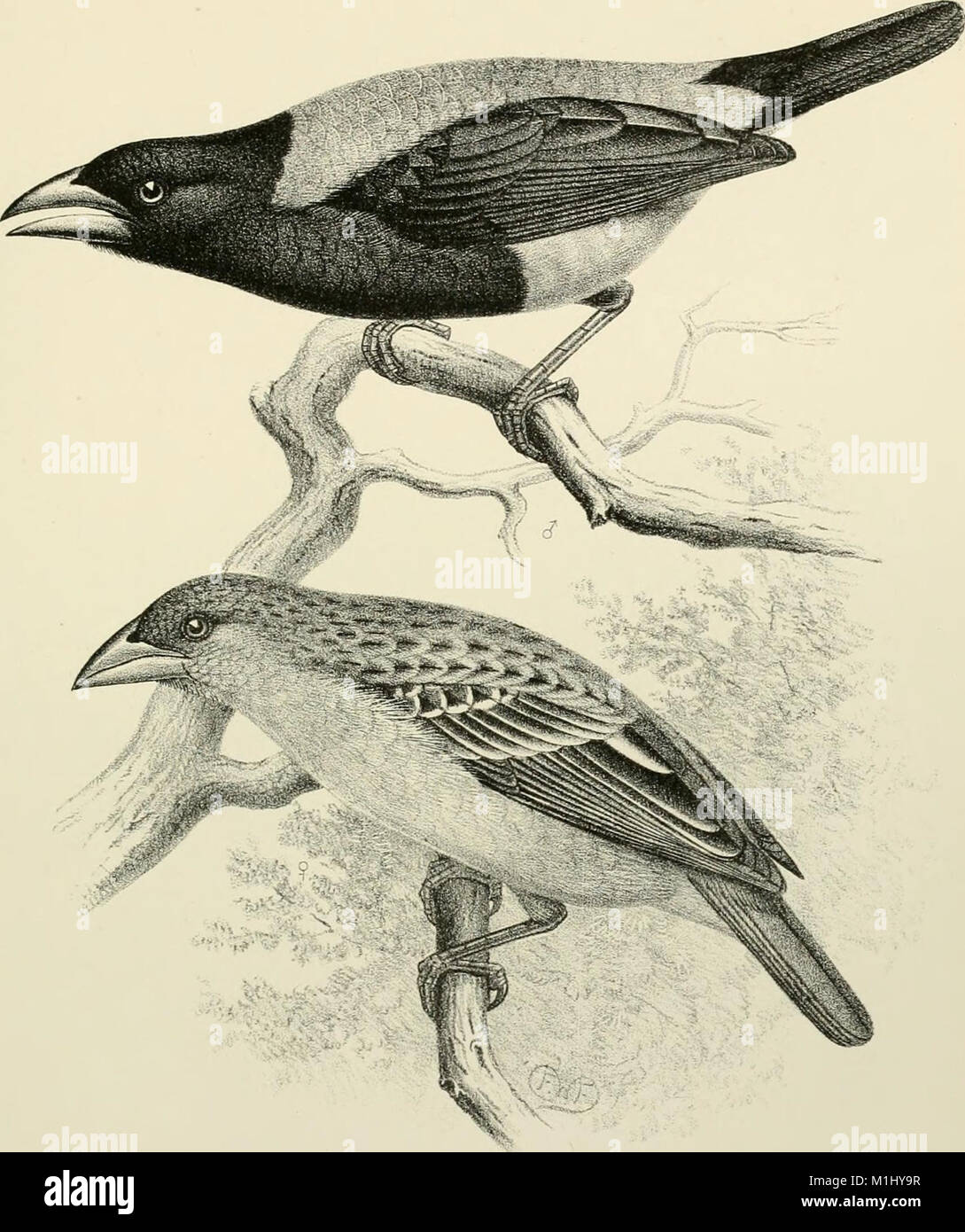 A monograph of the weaver-birds, Ploceidand arboreal and terrestrial ...