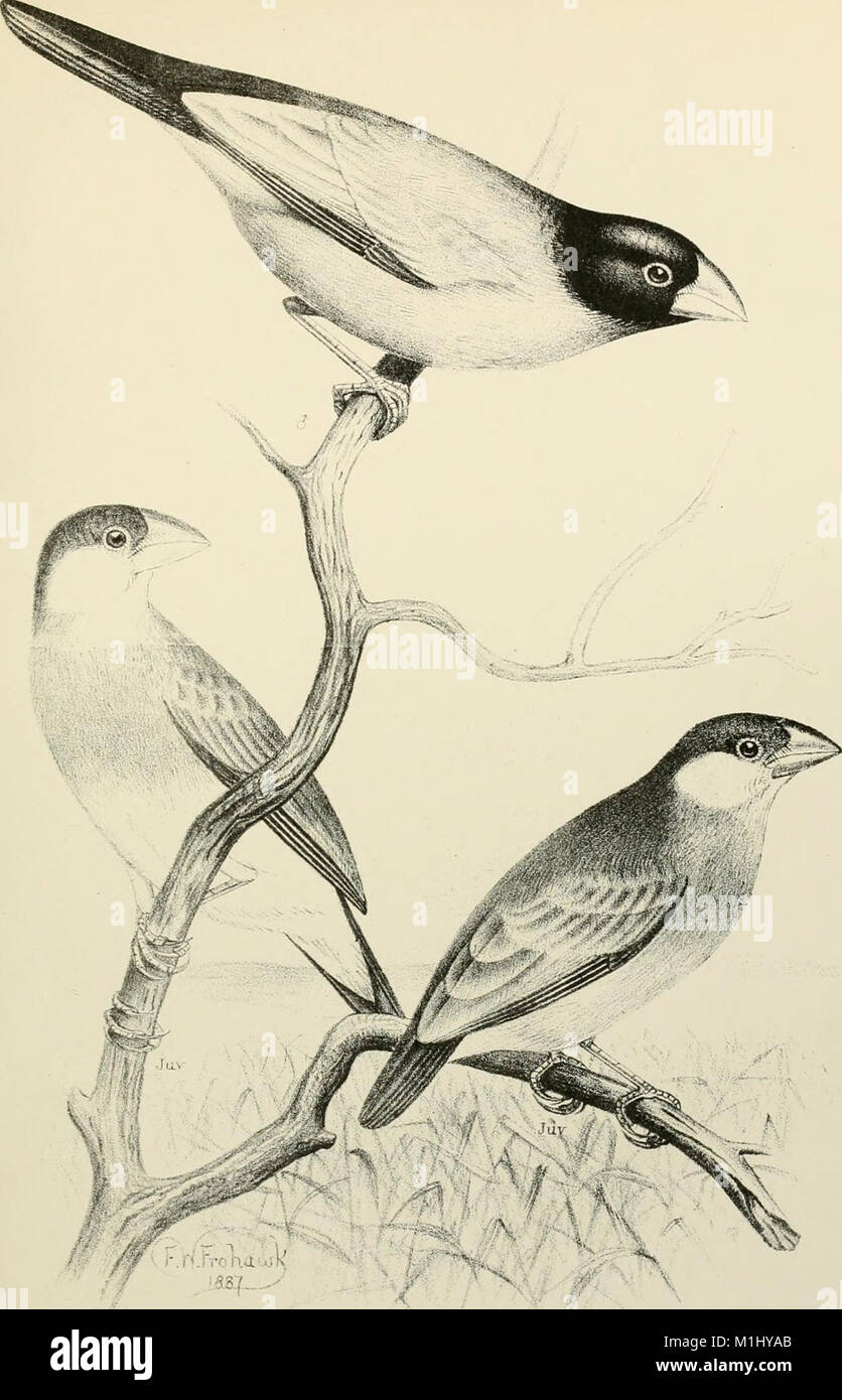 This 1888 monograph focuses on the study of weaver-birds and finches ...