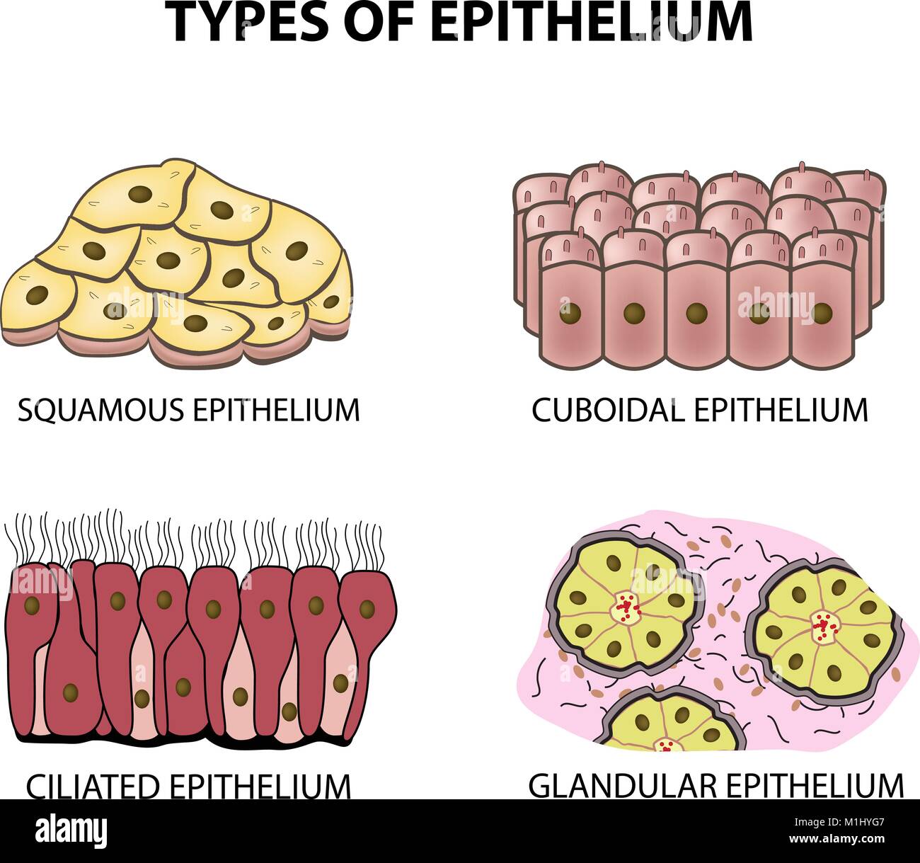 Types of epithelium. squamous, cubic, ciliated, glandular. Set Infographics Vector illustration on isolated background Stock Vector