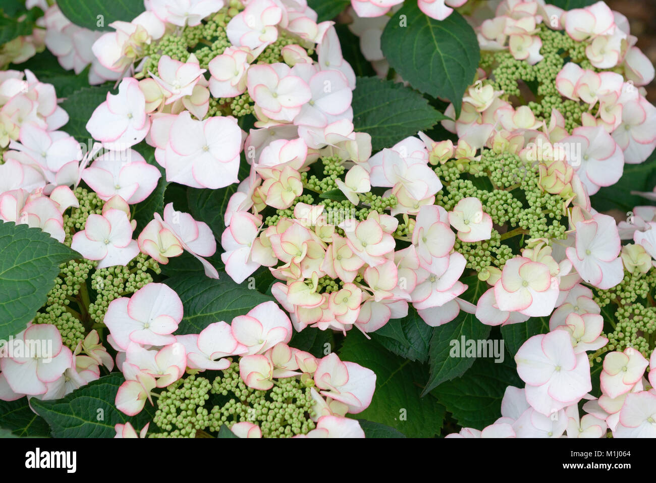 Garden hydrangea (Hydrangea macrophylla charm), Garten-Hortensie (Hydrangea macrophylla Charm) Stock Photo