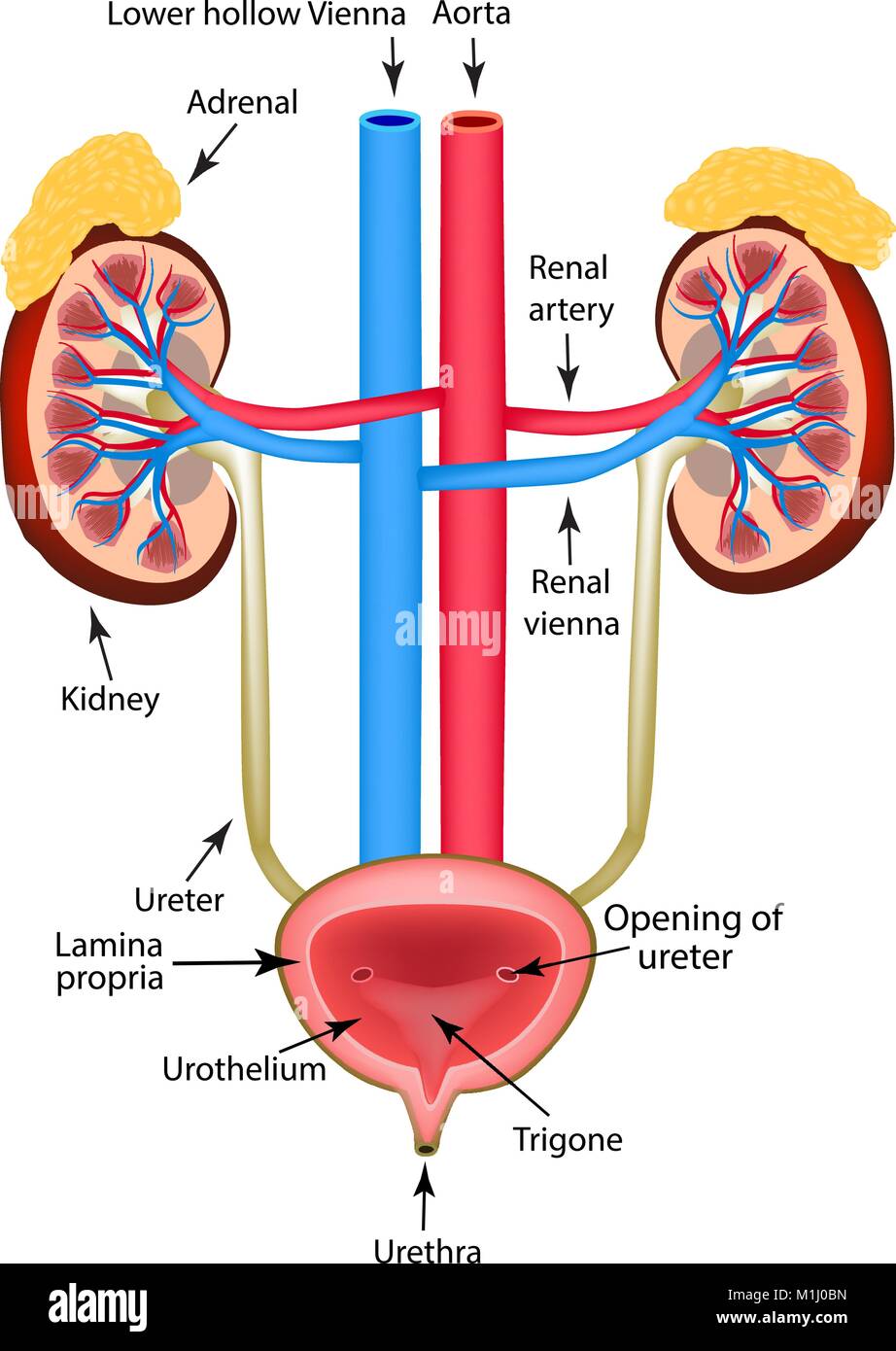 The structure of the kidneys, the adrenal gland and the bladder. Infographics. Vector