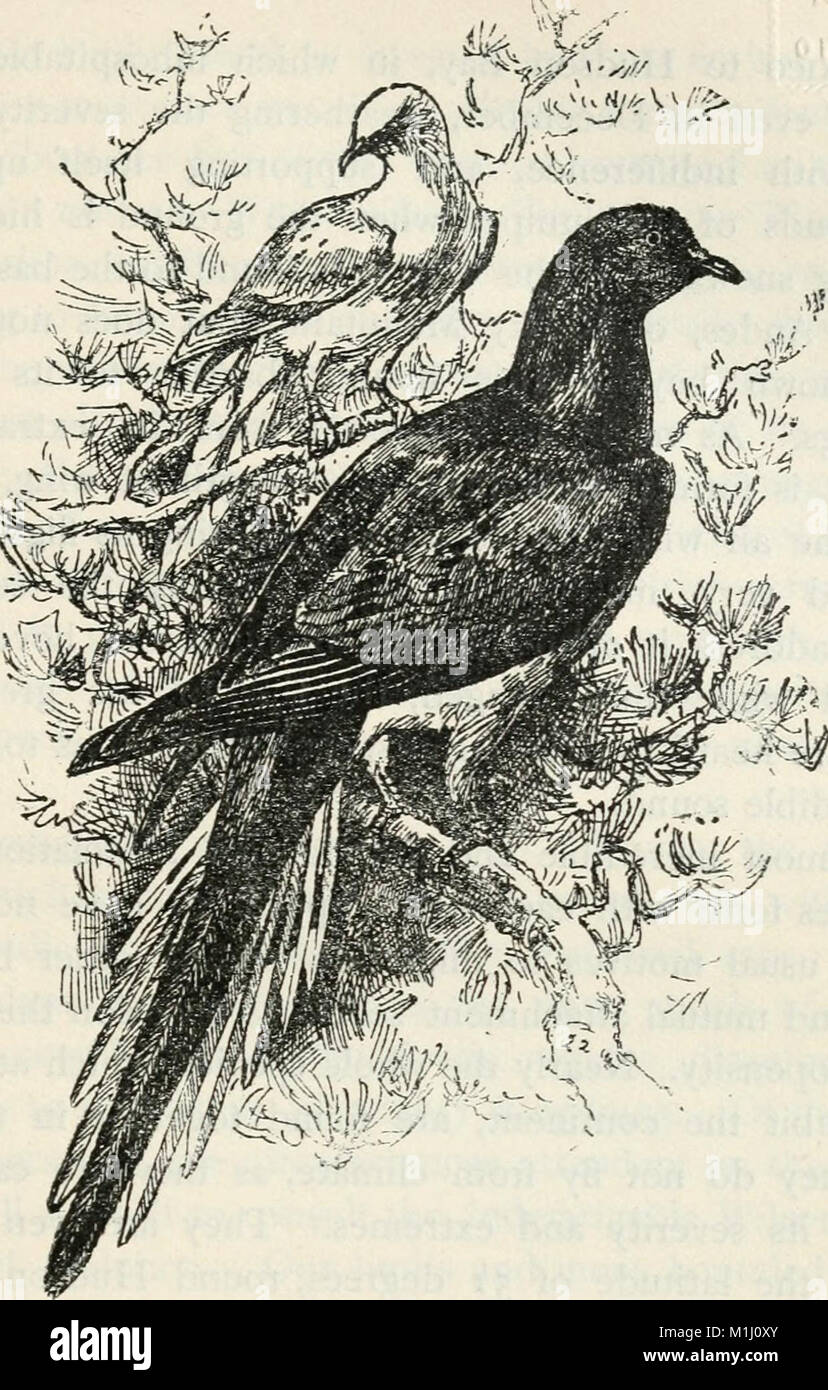 This 1903 handbook offers a comprehensive guide to the birds of the ...