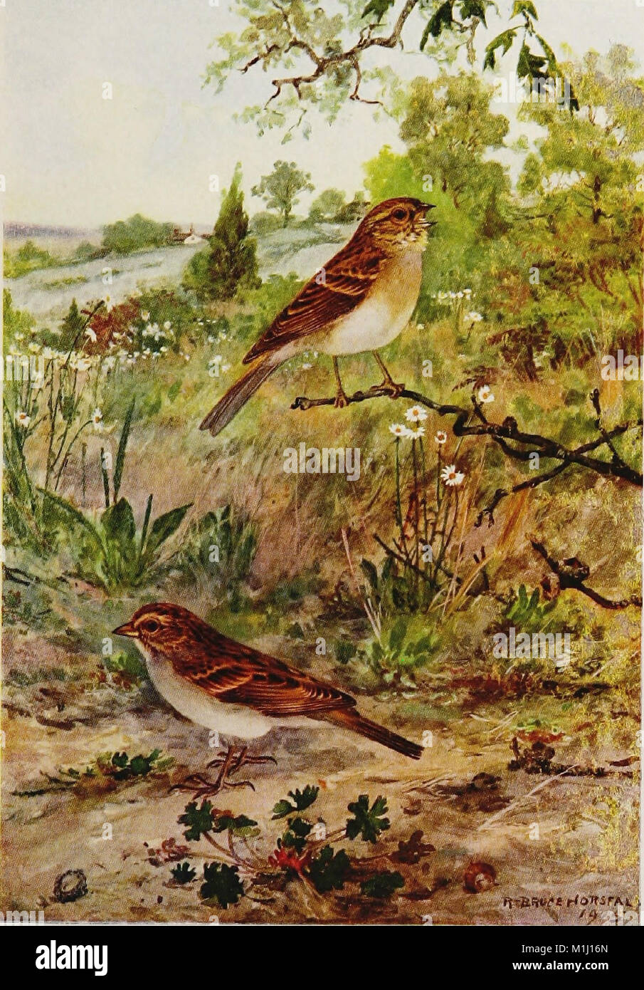 'A Year with the Birds' (1917) offers a detailed account of ...
