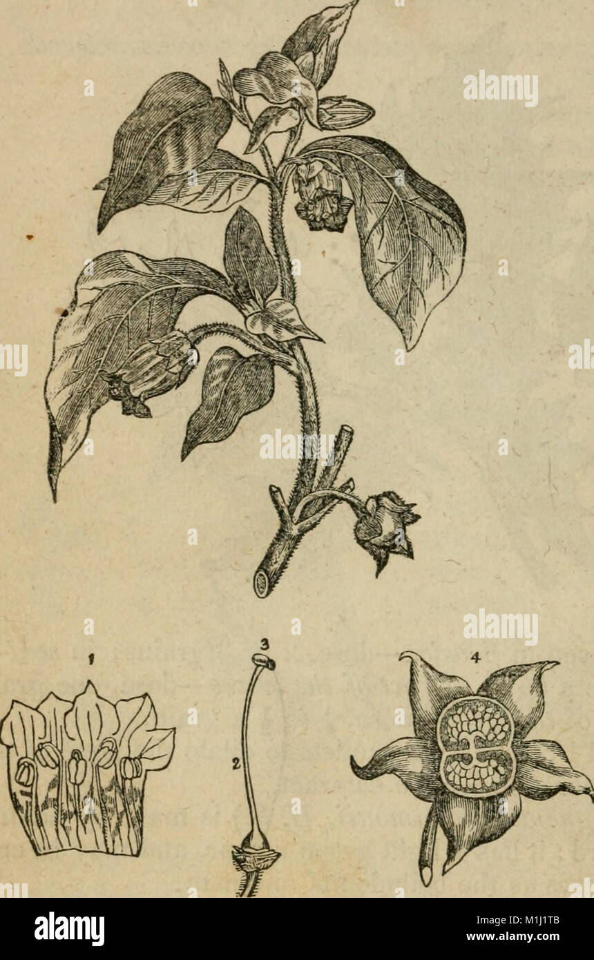 Medical Compendium This 1848 medical compendium provides an analytical overview of various ...