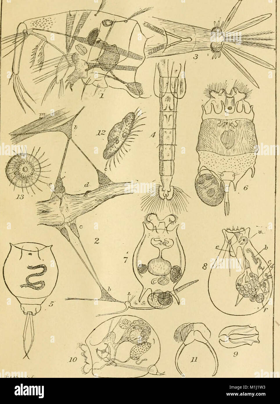 A final report on the Crustacea of Minnesota, included in the orders ...