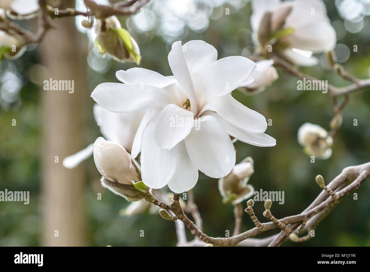 Lobners Magnolia (Magnolia × Proctoriana Merrill), Löbners Magnolie (Magnolia × loebneri Merrill) Stock Photo