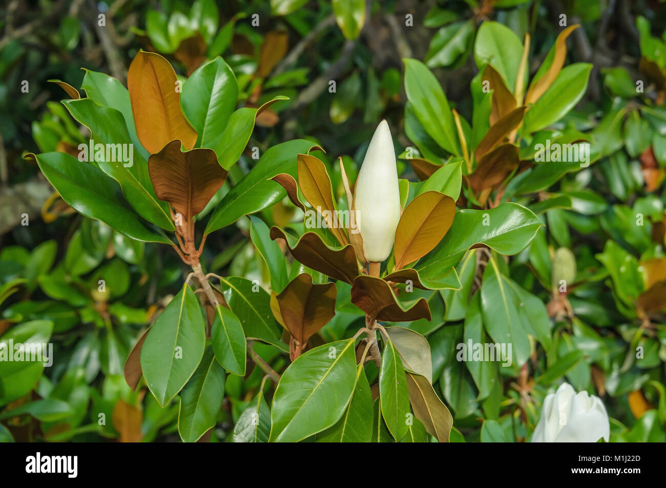 Evergreen magnolia hi-res stock photography and images - Alamy