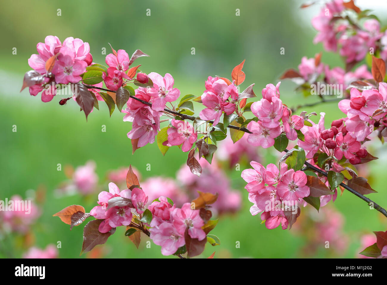 Malus rudolph hi-res stock photography and images - Alamy