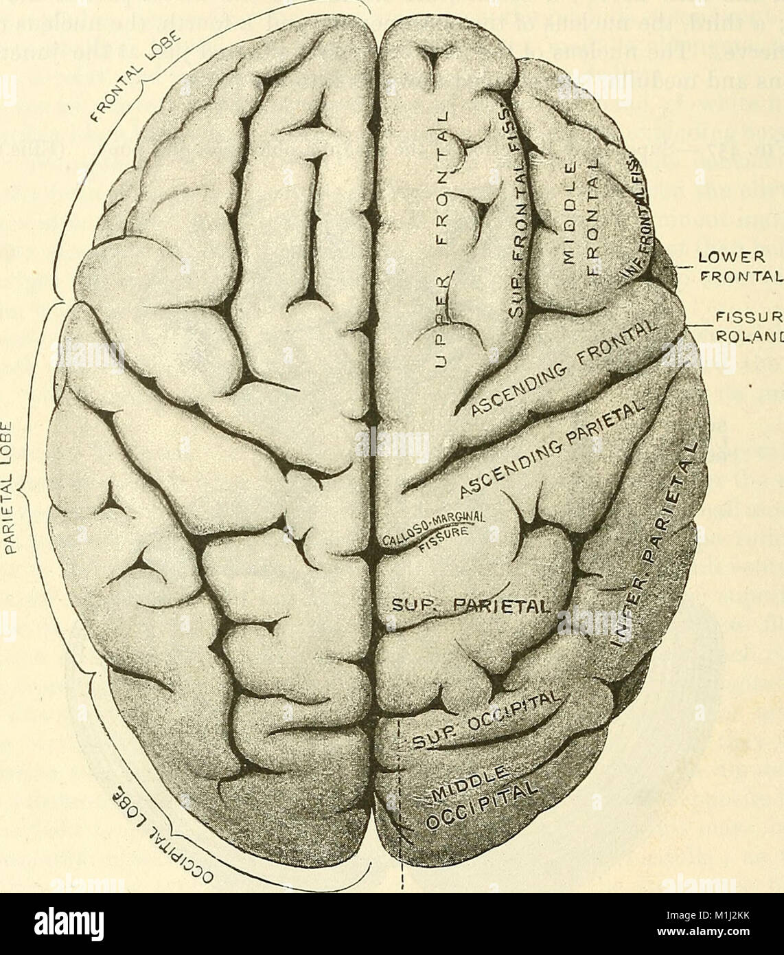 This 1897 work on descriptive and surgical anatomy provides detailed ...