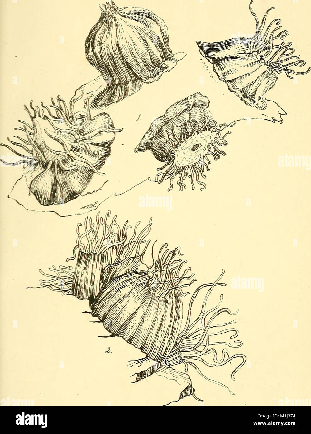 'A Cornish Fauna' (1838) is a comprehensive guide to the natural ...