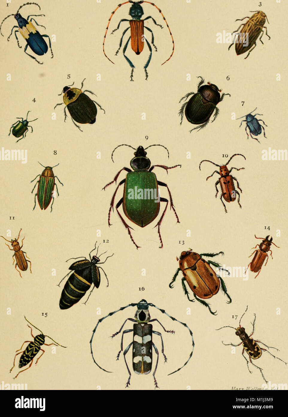 America Insect American insects (1904) (17530045963 Stock Photo - Alamy