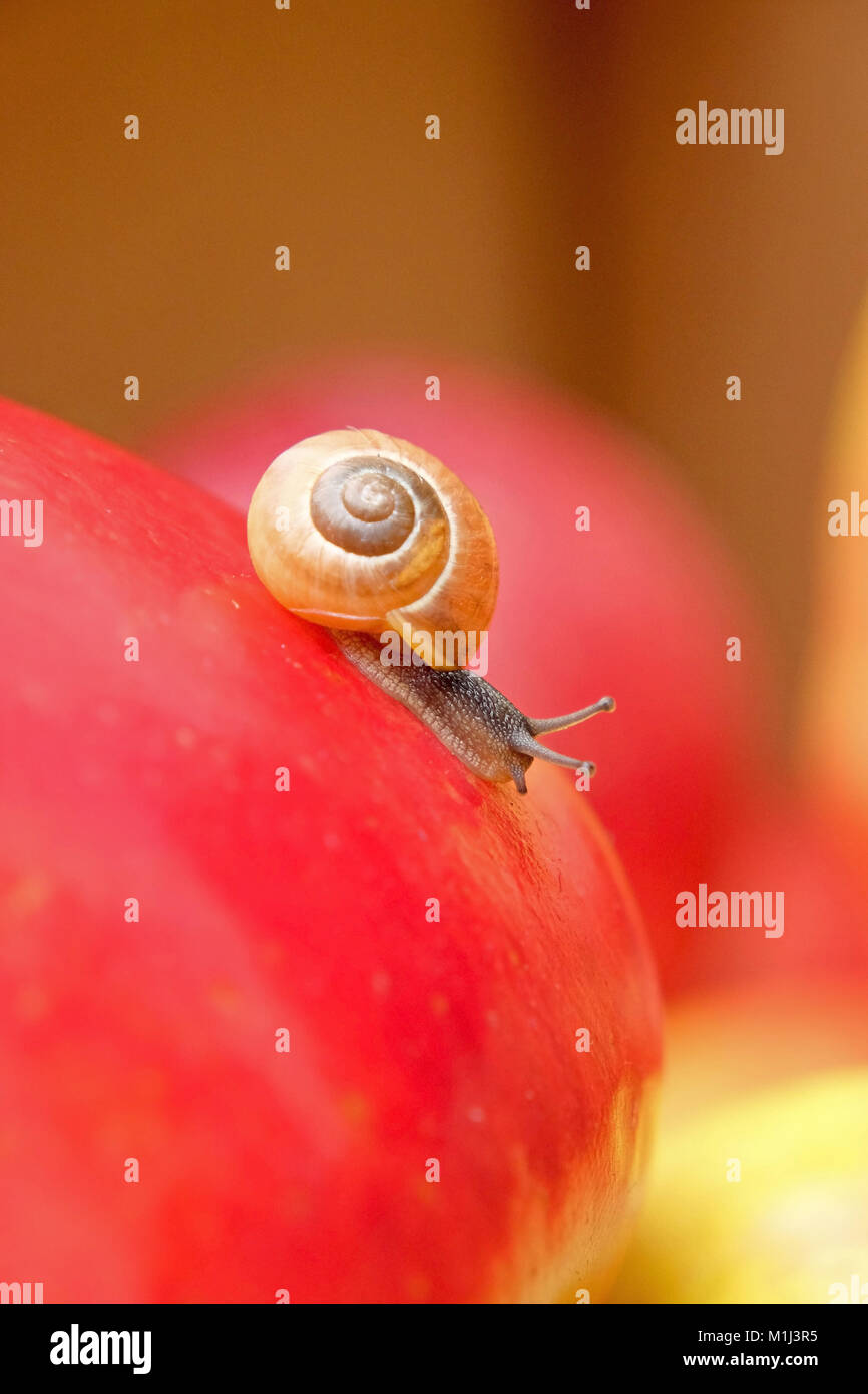 Auger on apples, apples (Malus Domestica Santana), Schnecke auf Apfel, Apfel  (Malus domestica Santana) Stock Photo
