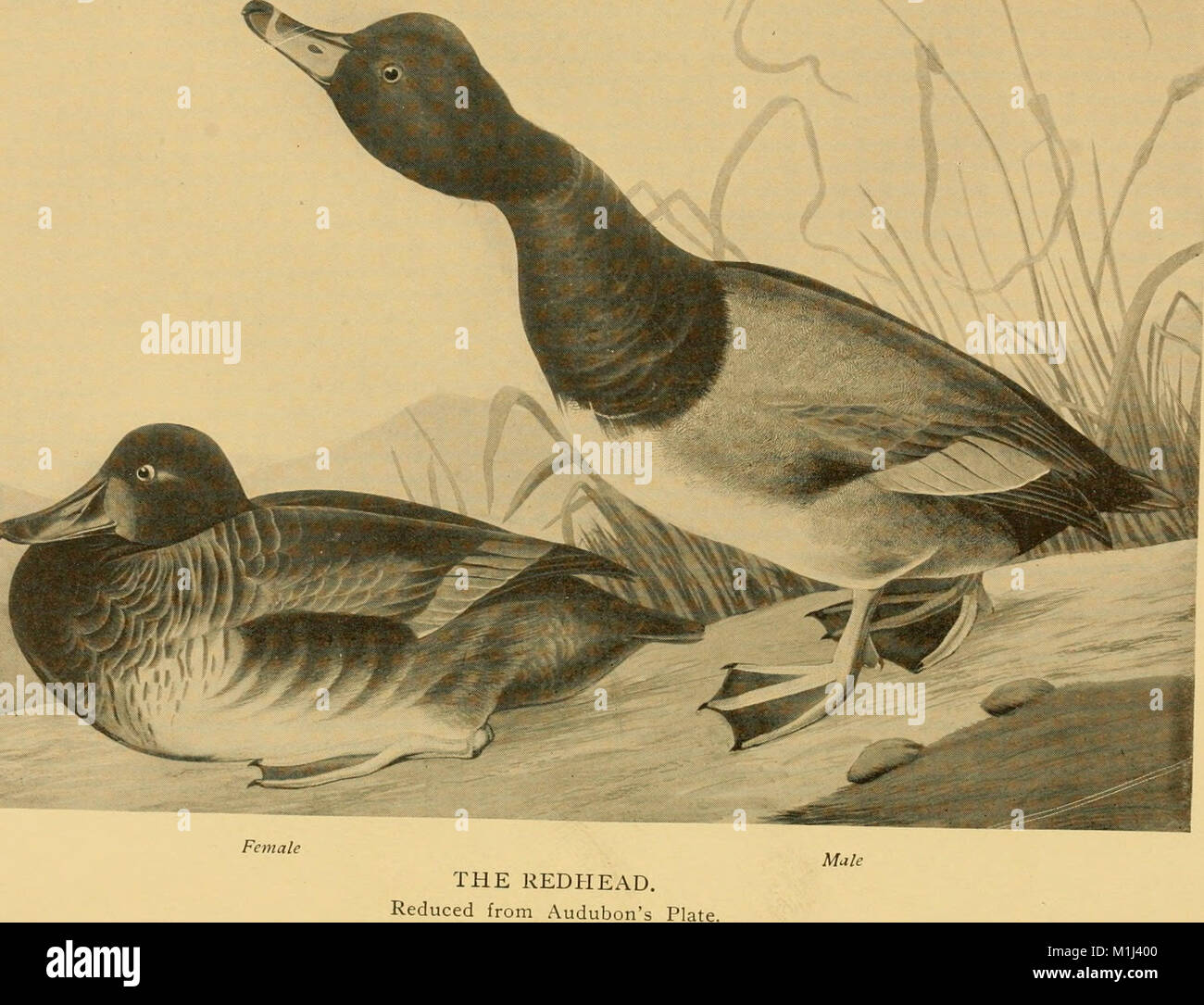 'American Duck Shooting' (1901) offers insights into hunting practices ...