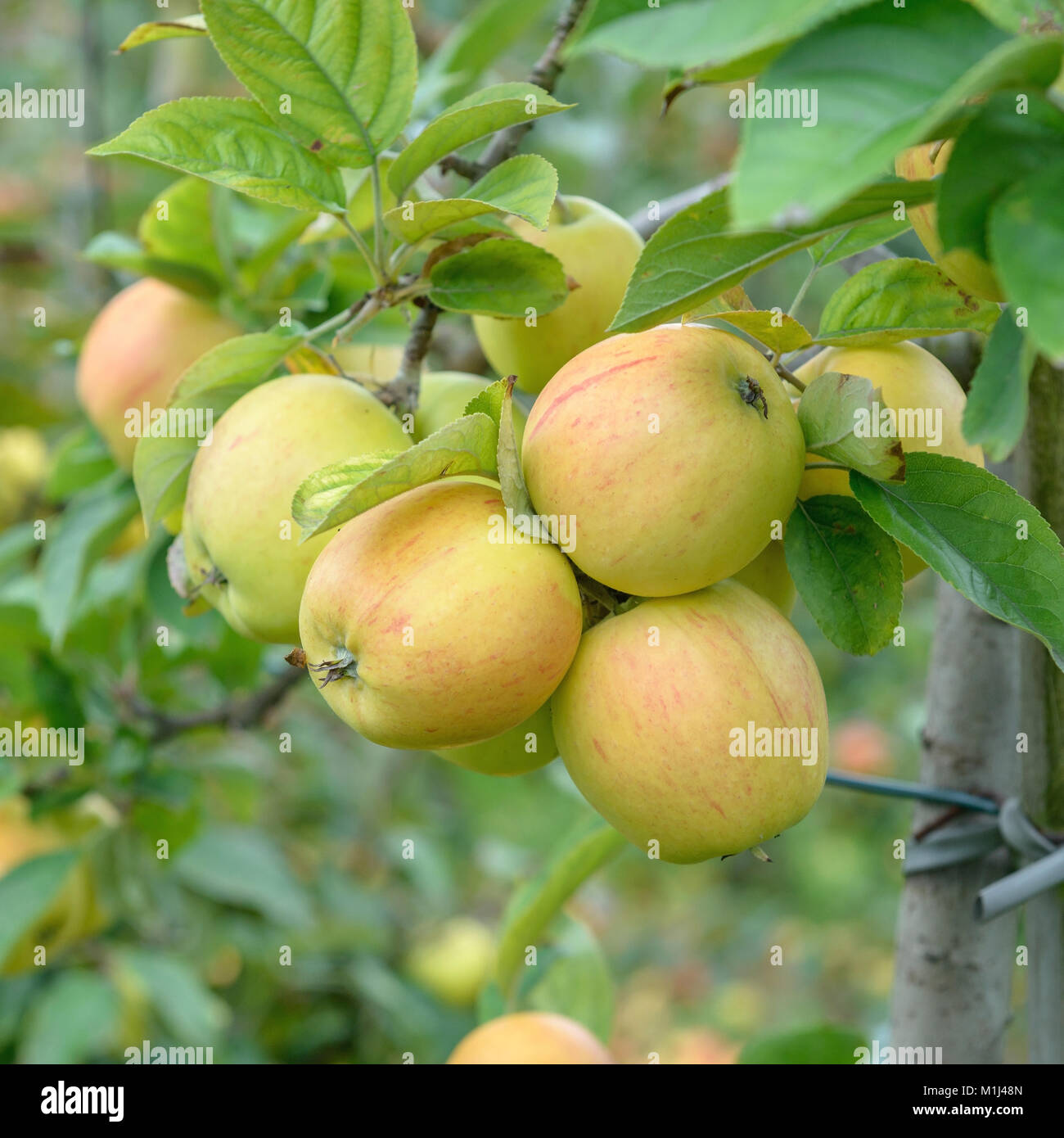 Apple (Malus Domestica GOLDPARMANE), Apfel (Malus domestica GOLDPARMÄNE) Stock Photo