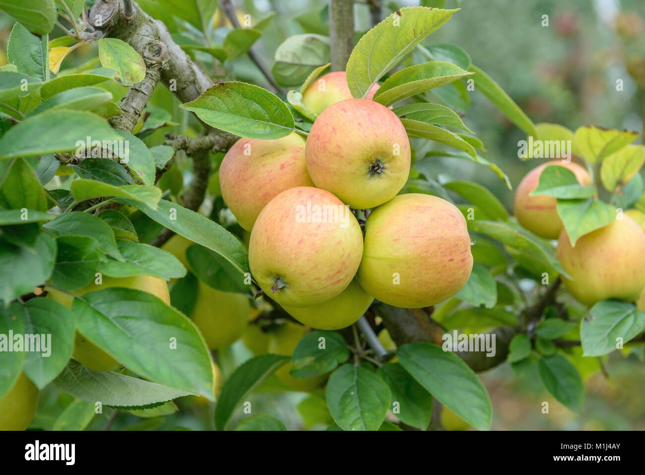Apple (Malus Domestica GOLDPARMANE), Apfel (Malus domestica GOLDPARMÄNE) Stock Photo