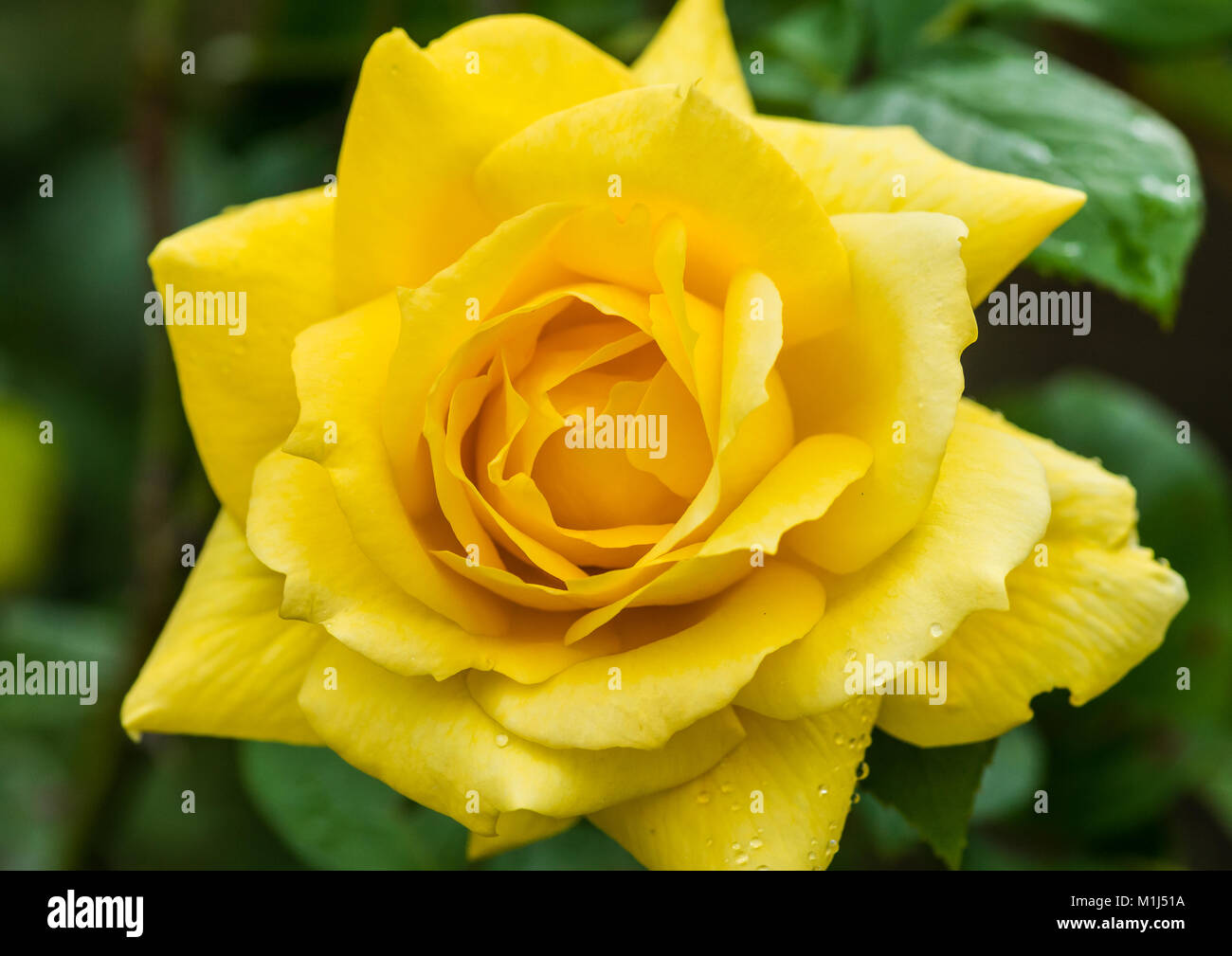 Yellow coloured rose hi-res stock photography and images - Alamy