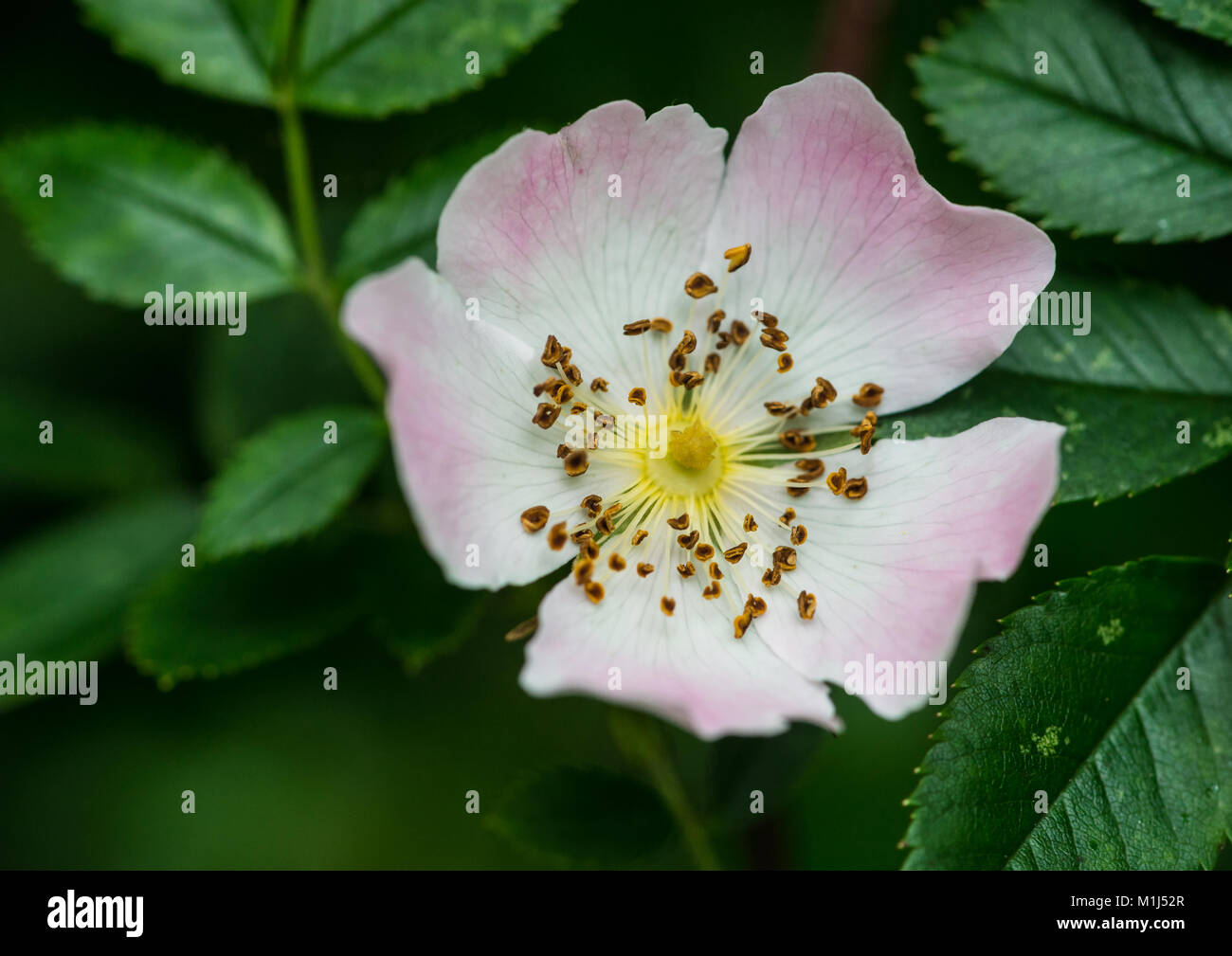 Wild climbing rose hi-res stock photography and images - Alamy