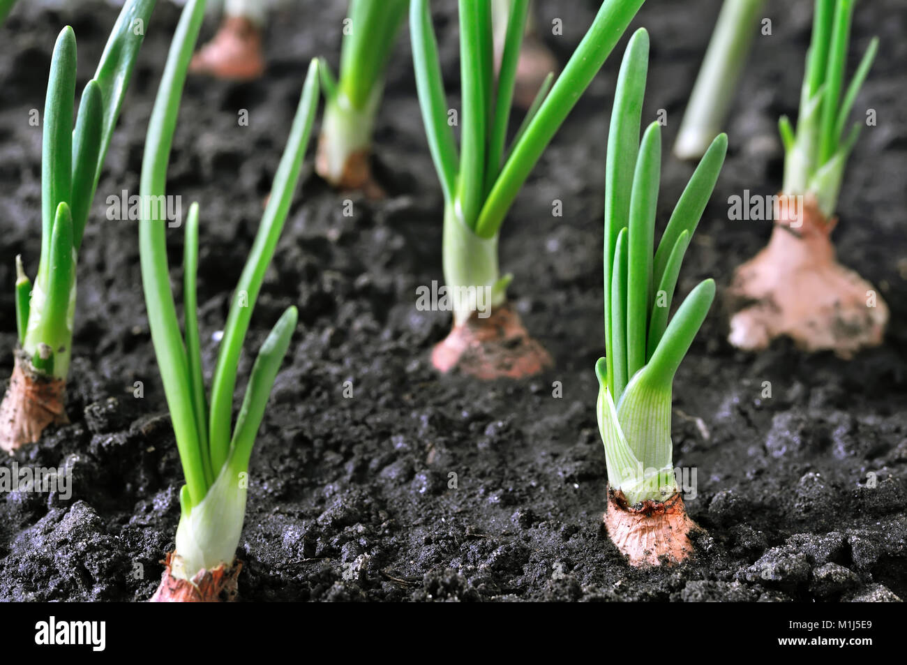Onion plantation hi-res stock photography and images - Alamy