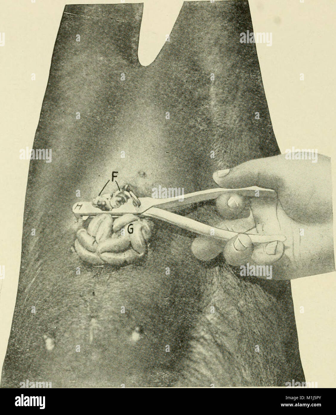 This 1914 book provides a comprehensive guide on animal castration ...