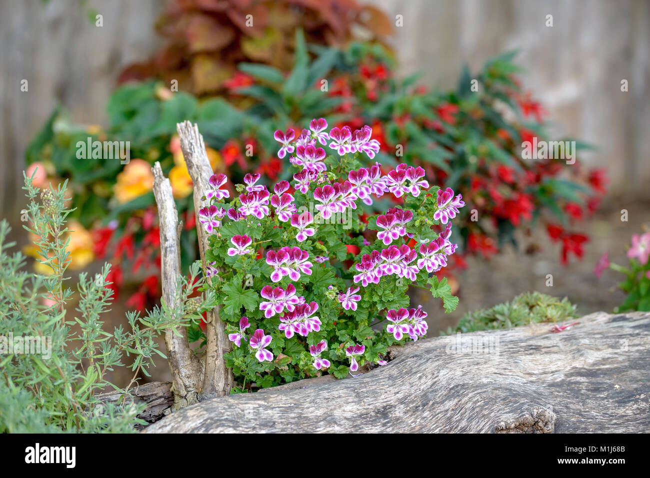 Geranium (Pelargonium crispum PAC Angels fragrance perfume), Duft