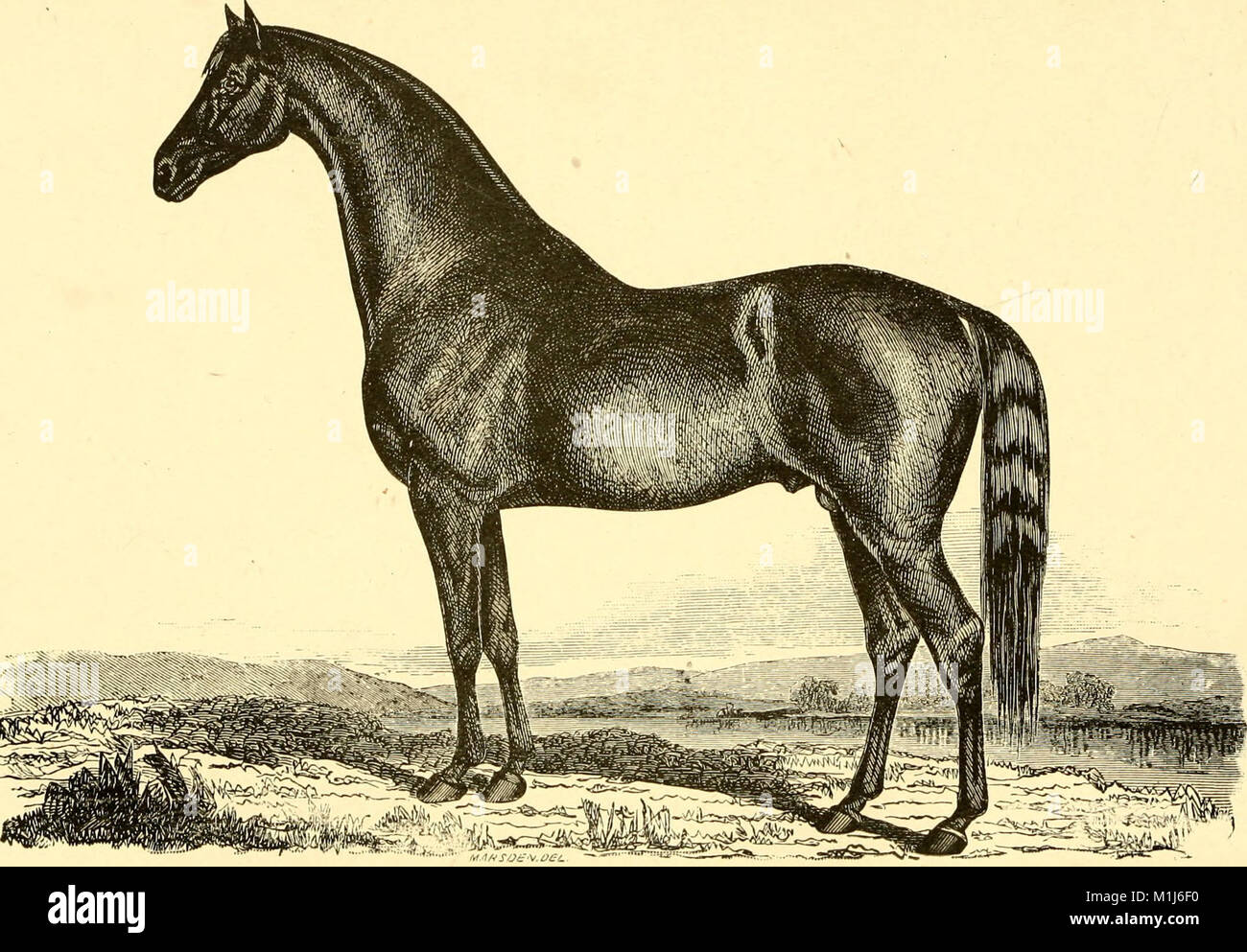 American horses and horse breeding a complete history of the horse