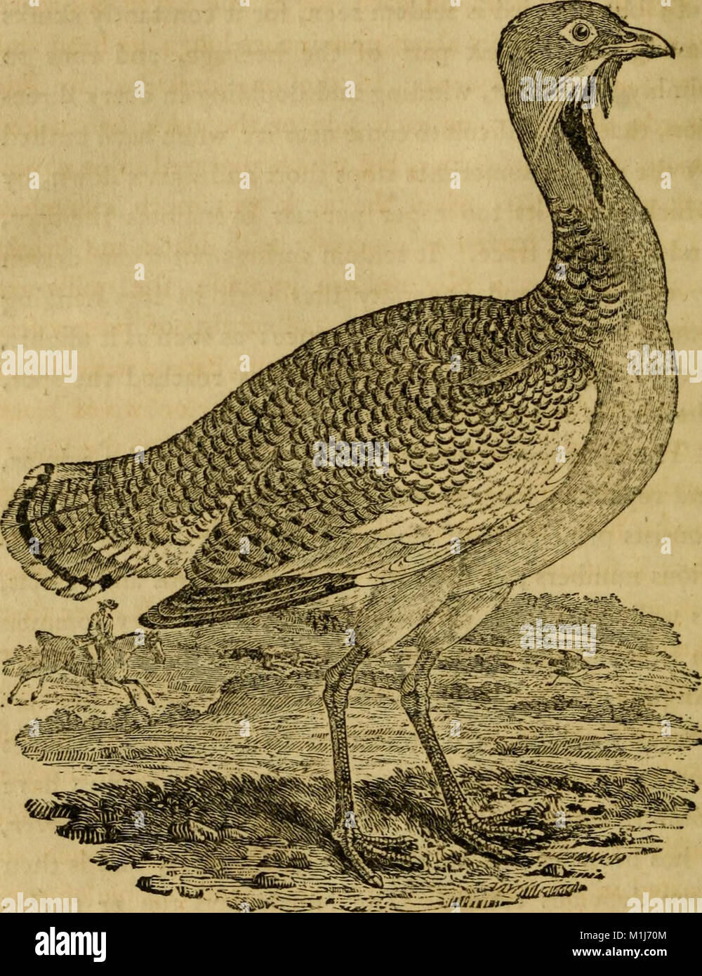 Engraved wildlife observation hi-res stock photography and images - Alamy