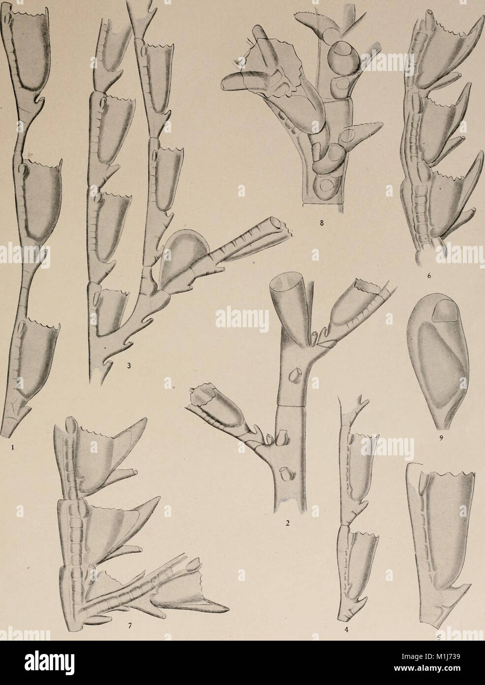 Hydroids On Rope 'American Hydroids' (1900) is a scientific work focusing on the study ...