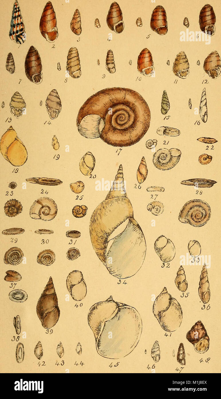 Various shell illustrations hi-res stock photography and images - Alamy