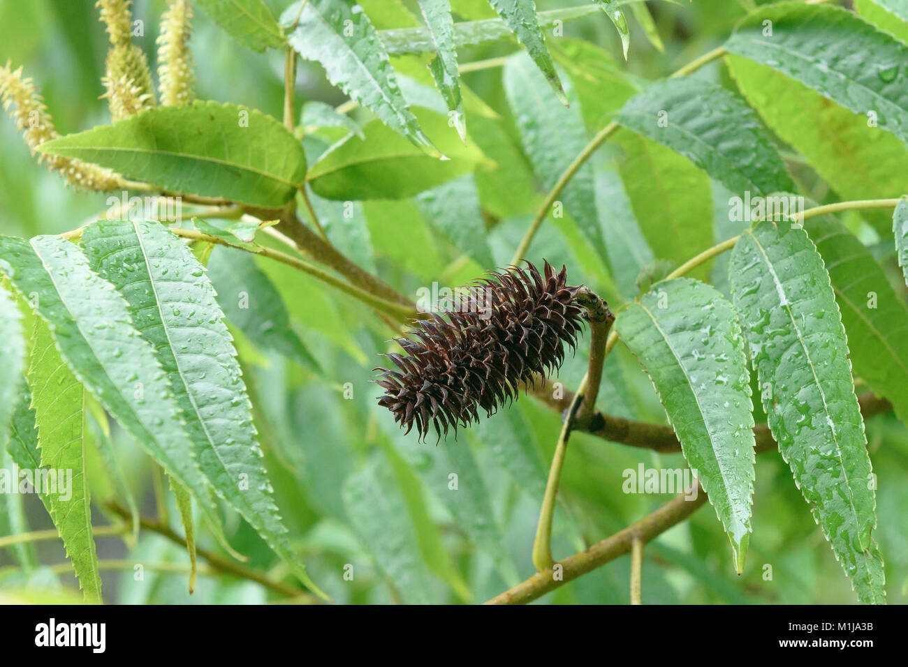 Pin nut (carya strobilacea platy), Zapfennuss (Platycarya strobilacea) Stock Photo