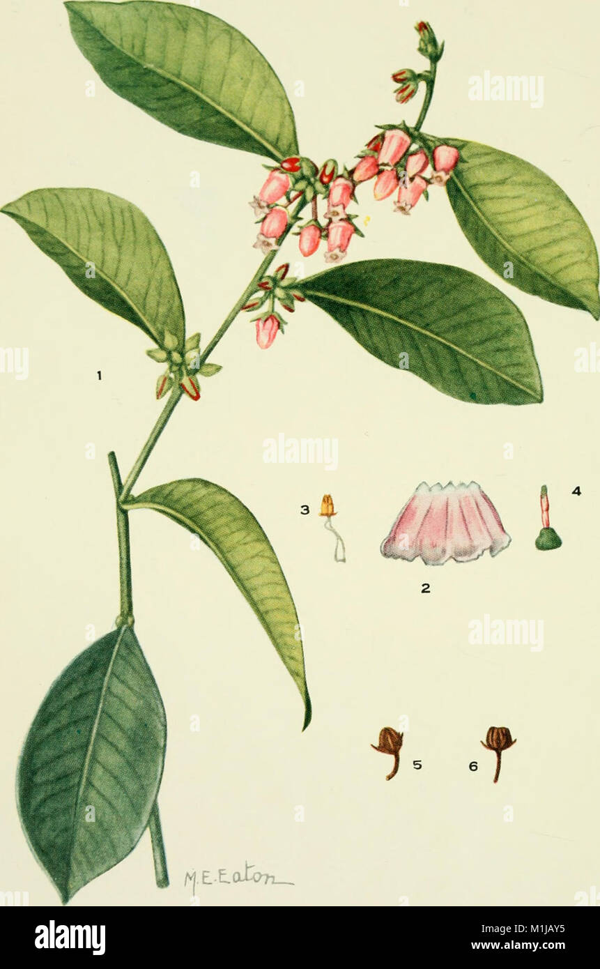 'Addisonia' is a botanical series featuring colored illustrations and ...