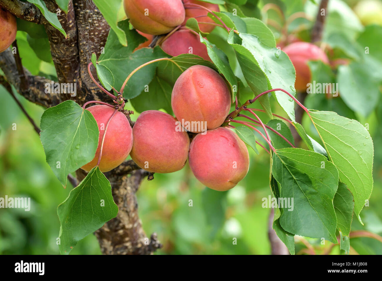 Apricot Prunus Armeniaca Berga Rouge Aprikose Prunus Armeniaca Stock Photo Alamy