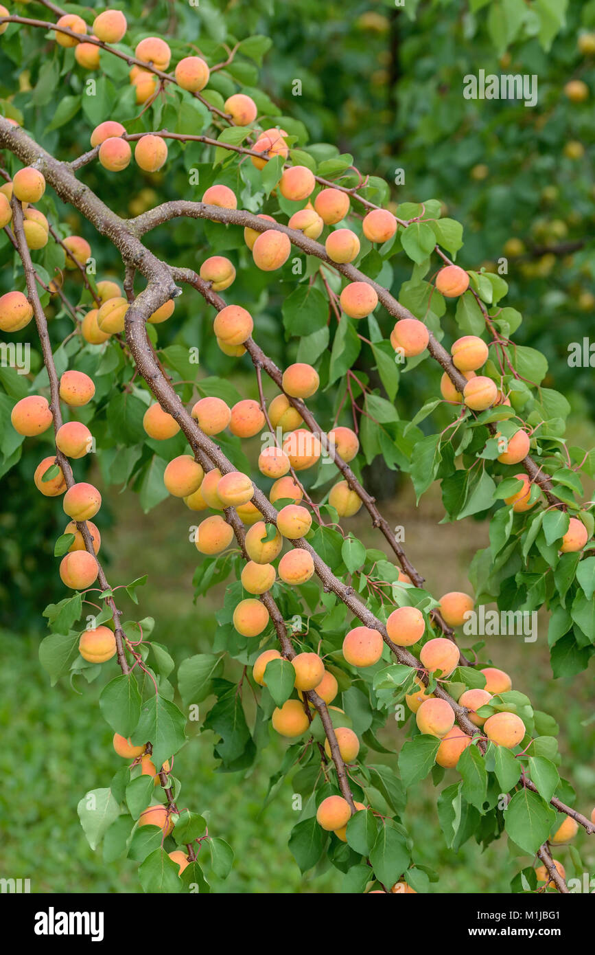 Apricot (Prunus Armeniaca Hungarian Best), Aprikose (Prunus armeniaca