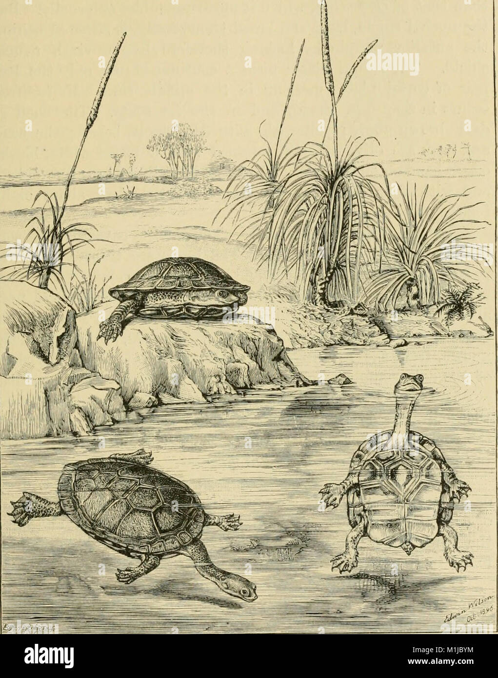 'Amphibia and Reptiles' (1901) is a study of amphibians and reptiles ...