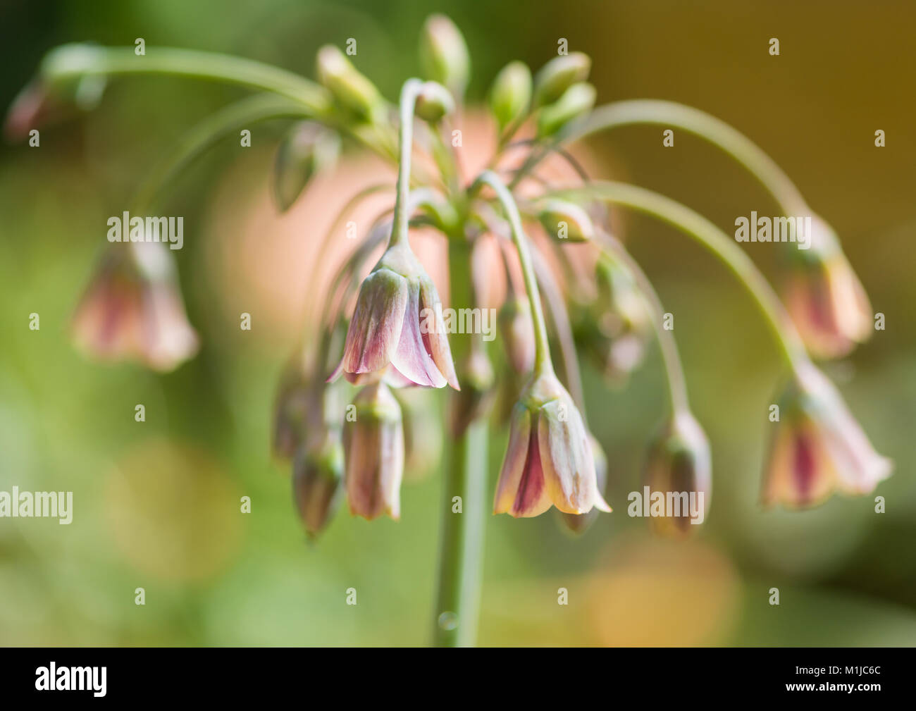 A macro shot of the bell like flowers of an allium siculum plant. Stock Photo